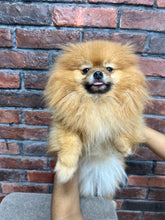 Pomeranian